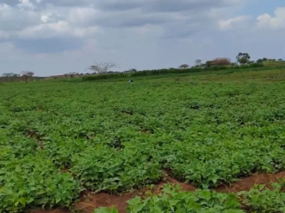 10-ACRE AGRICULTURAL FARM IN LOITOKITOK/KIMANA