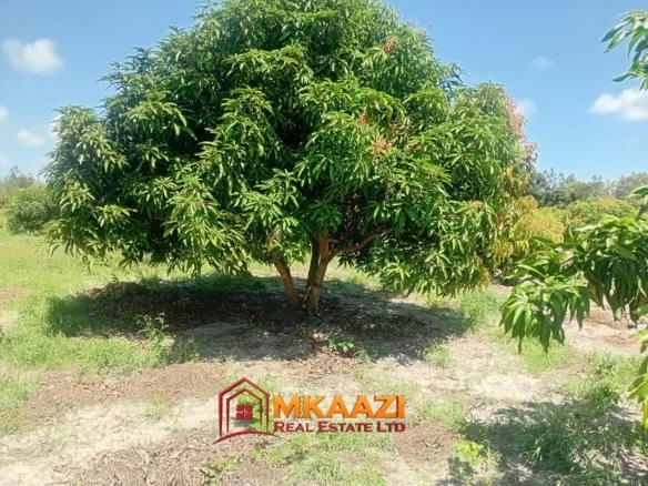 10-ACRE AGRICULTURAL PROPERTY IN MJOMBONI-Mature coconut and mango tree