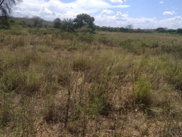 2400-ACRE RANCH IN KITUI - FLAT RED-SOIL LAND WITH FREEHOLD TITLE