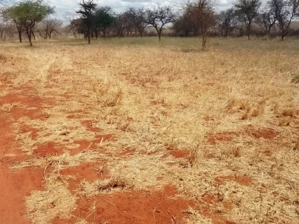 2400-ACRE RANCH IN KITUI - FLAT RED-SOIL LAND WITH FREEHOLD TITLE