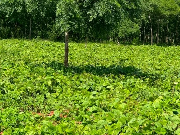 51-ACRE DEVELOPED RANCH IN KIBWEZI, MAKUENI COUNTY