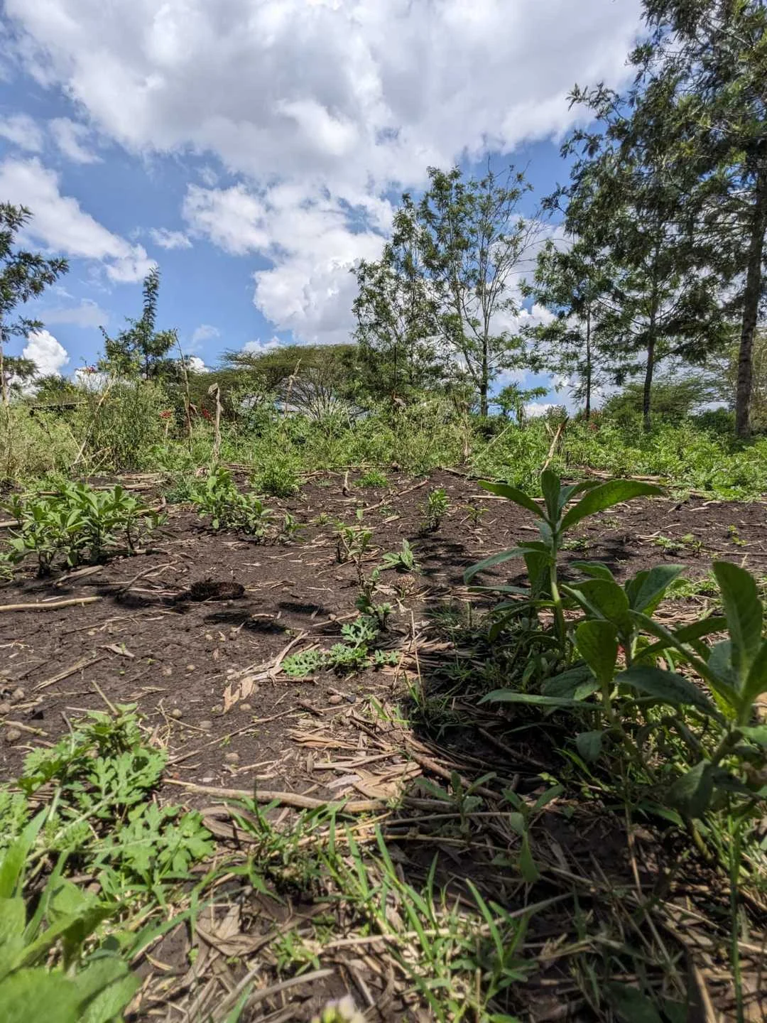 PRIME 2- ACRE LAND - KENYATTA ROAD, JUJA, KIAMBU COUNTY