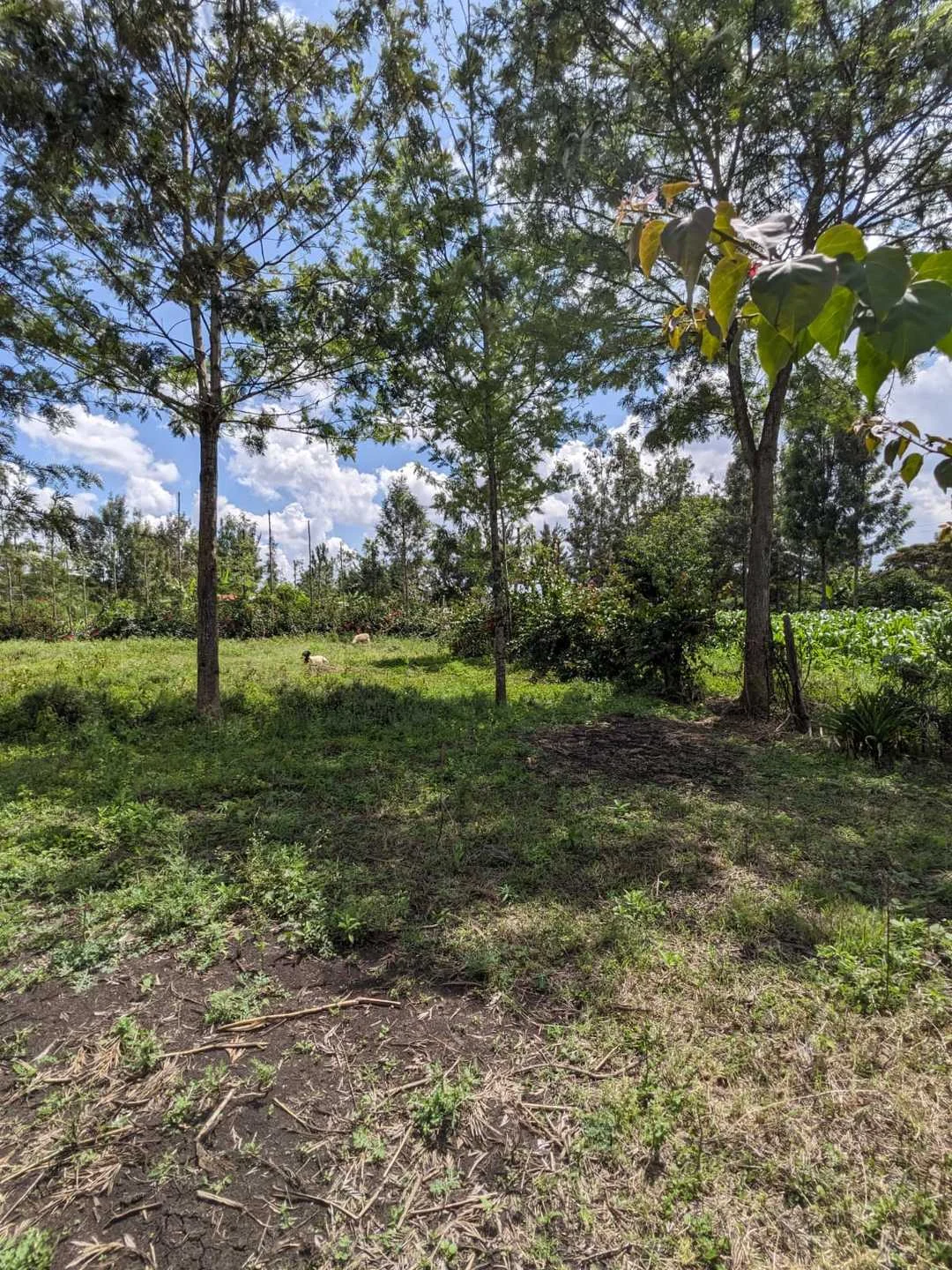 PRIME 2- ACRE LAND - KENYATTA ROAD, JUJA, KIAMBU COUNTY