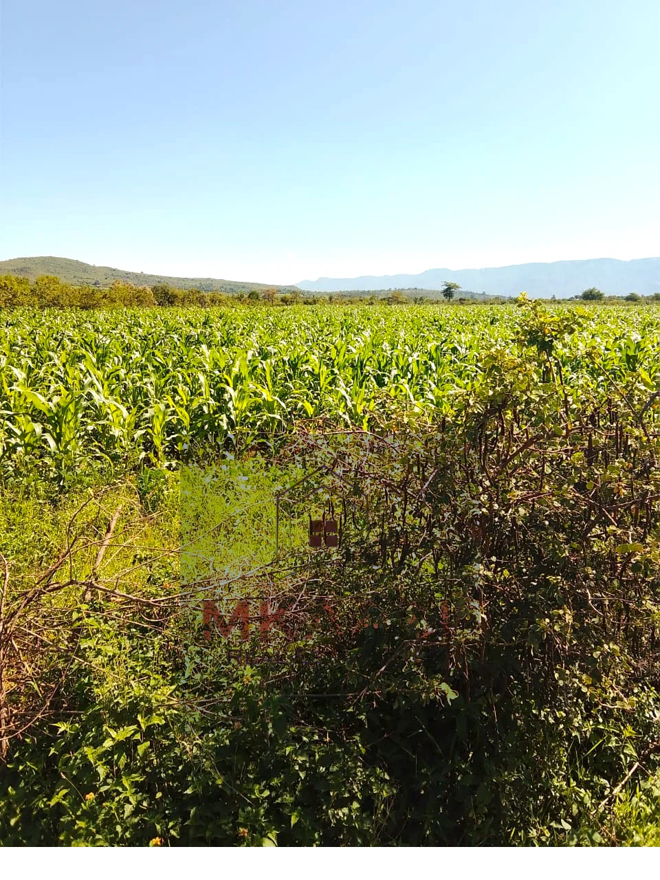 PRIME 2500-ACRE AGRICULTURAL LAND IN SOLAI