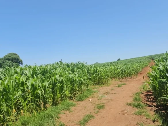 PRIME 500-FREEHOLD RANCH :AGRICULTURAL AND INVESTMENT LAND