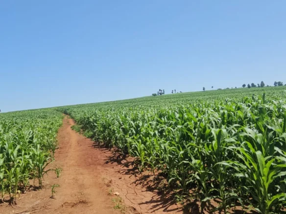 PRIME 500-FREEHOLD RANCH :AGRICULTURAL AND INVESTMENT LAND