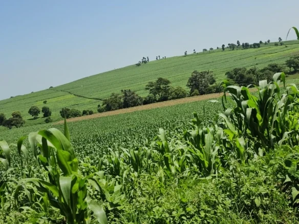 PRIME 500-FREEHOLD RANCH :AGRICULTURAL AND INVESTMENT LAND