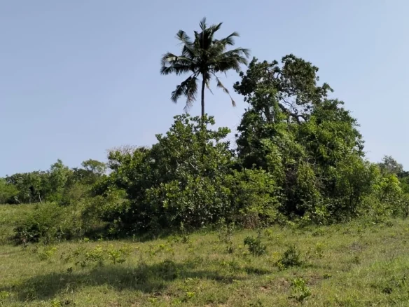 PRIME 6-ACRE LAND WITH 2-BEDROOM HOUSE IN MSABAHA, MALINDI