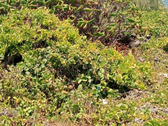 PRIME BEACHFRONT PLOTS AND LAND FOR SALE IN MATSANGONI, MALINDI