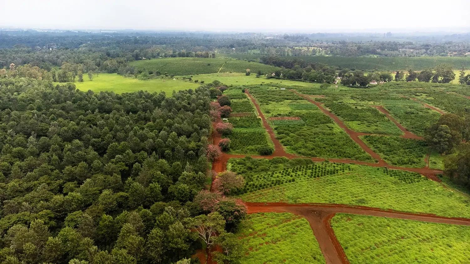SERVICED 1/8 - ACRE RESIDENTIAL PLOTS